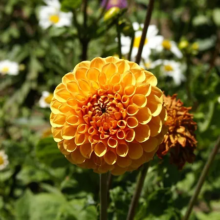Idyllisches Ferienhaeuschen Am * Faulenrost