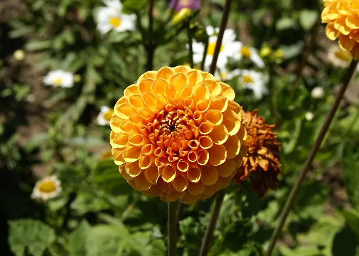 Idyllisches Ferienhaeuschen Am * Faulenrost